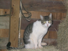 photo of barn cat Taz